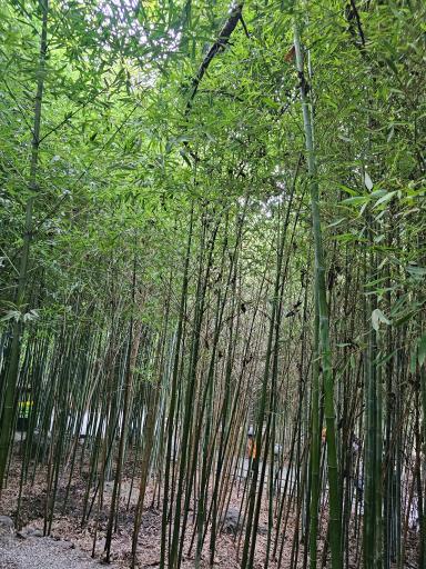 عکس باغ بامبو چشمه