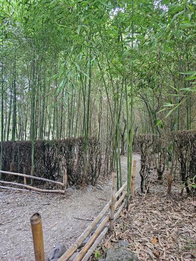 عکس باغ بامبو چشمه