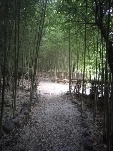 عکس باغ بامبو چشمه