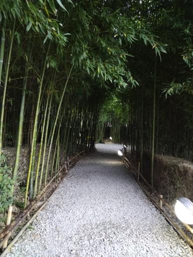 عکس باغ بامبو چشمه