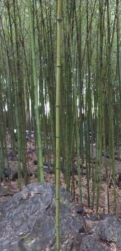 عکس باغ بامبو چشمه