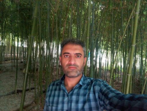 عکس باغ بامبو چشمه