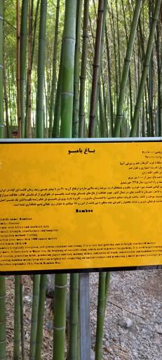 عکس باغ بامبو چشمه