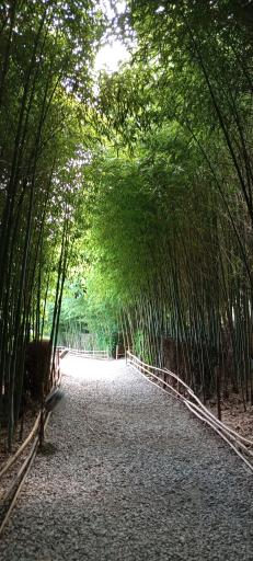 عکس باغ بامبو چشمه