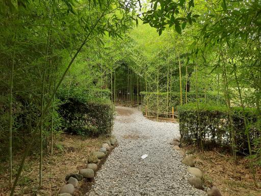 عکس باغ بامبو چشمه