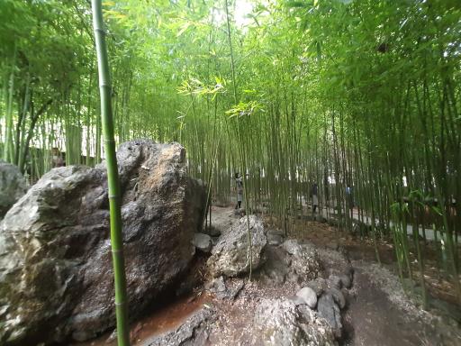 عکس باغ بامبو چشمه