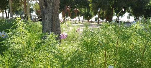 عکس پارک مسافر ولایت