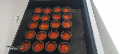 عکس مستر دیزی