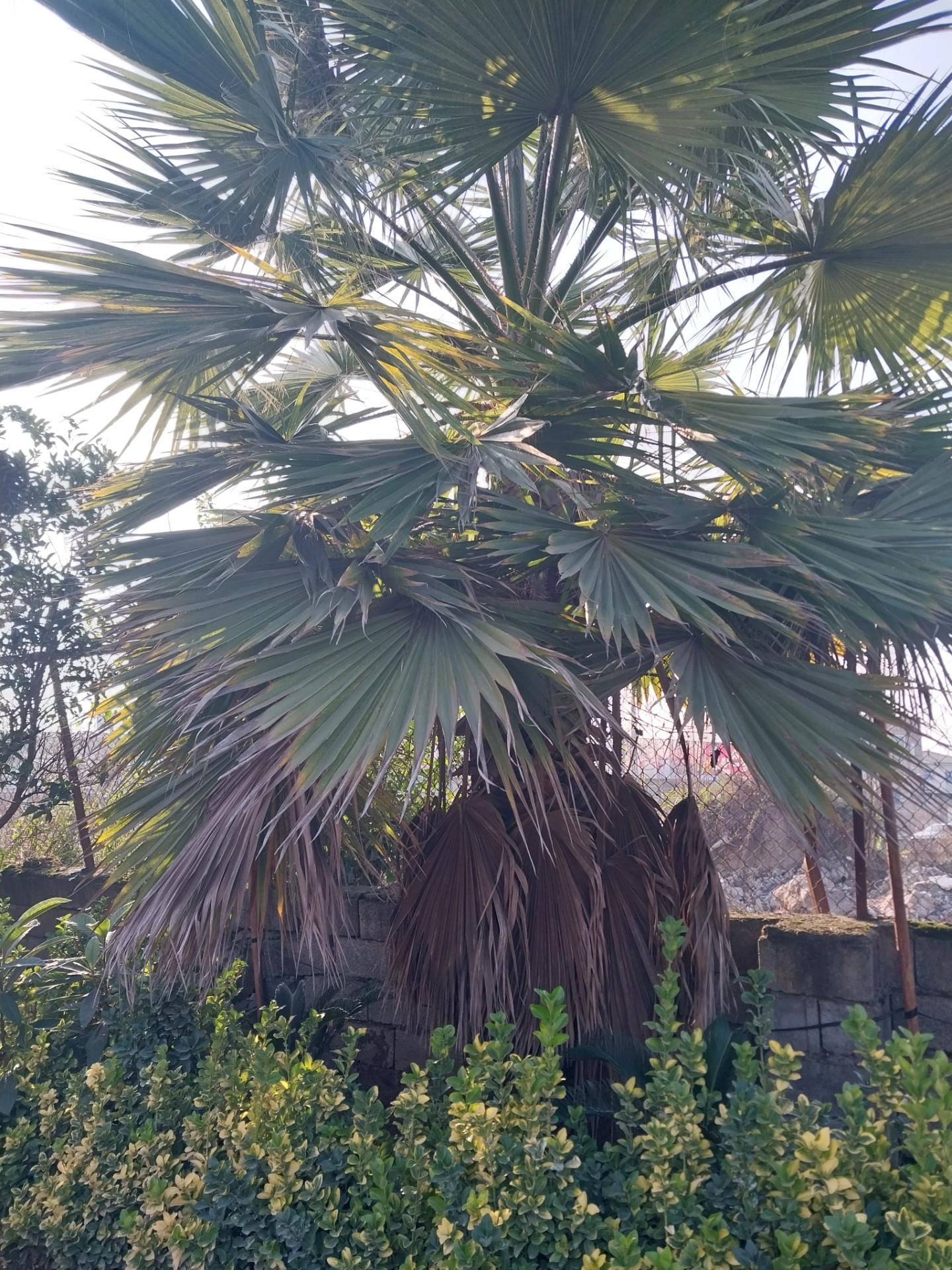عکس گلخانه توسلی