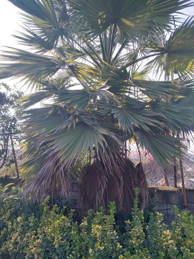 عکس گلخانه توسلی