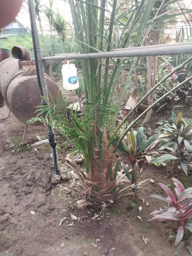 عکس گلخانه توسلی