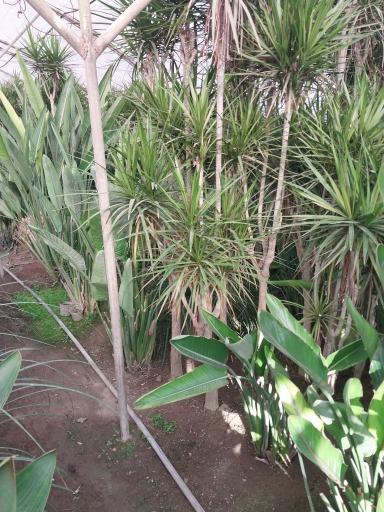 عکس گلخانه توسلی