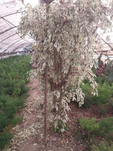 عکس گلخانه توسلی