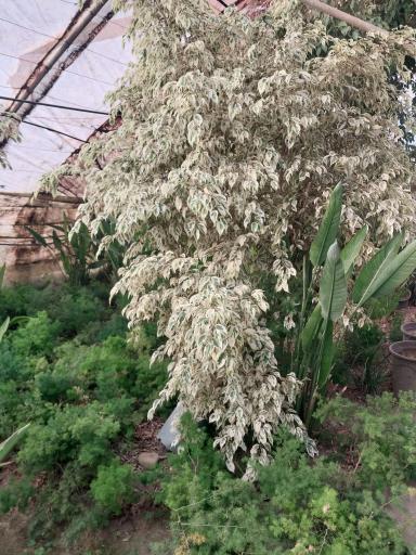 عکس گلخانه توسلی