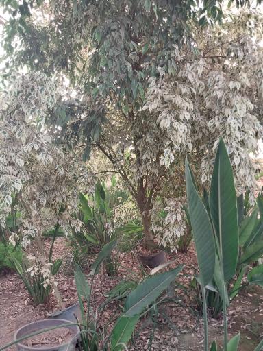 عکس گلخانه توسلی