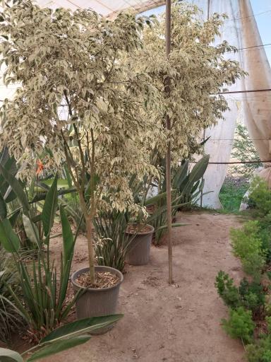 عکس گلخانه توسلی