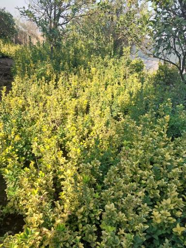 عکس گلخانه توسلی