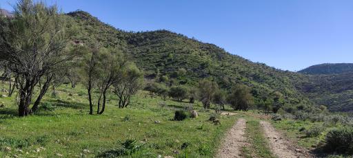 عکس انار مهر