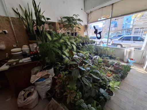 عکس کاکتوسکده درگز 