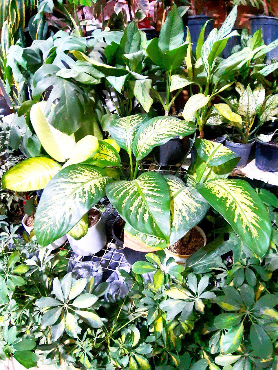 عکس کاکتوسکده درگز 