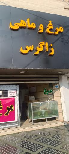 عکس مرغ و ماهی زاگرس