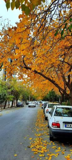 عکس بوستان گلها