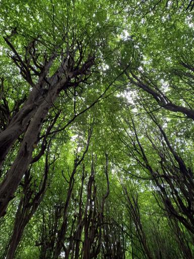 عکس پارک جنگلی درنیکا