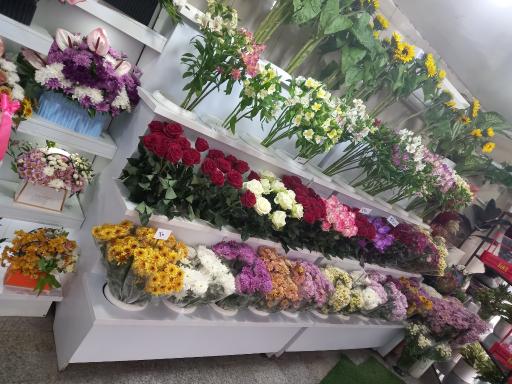 عکس گلسرای سادات