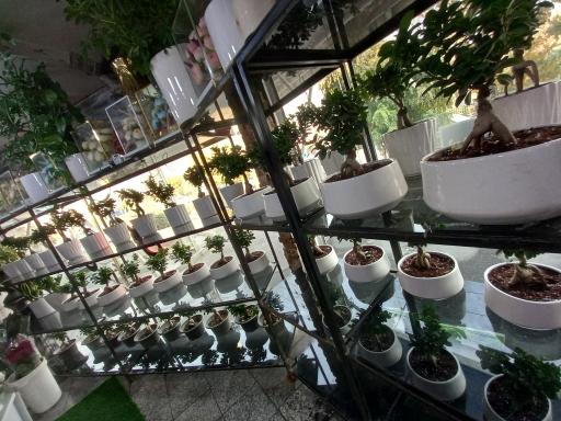 عکس گلسرای سادات