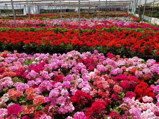 عکس گلخانه گلزار 