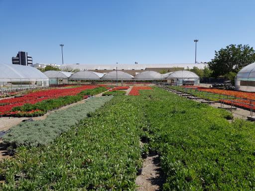 عکس گلخانه گلزار 