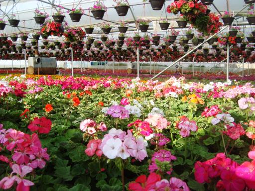 گلخانه گلزار 