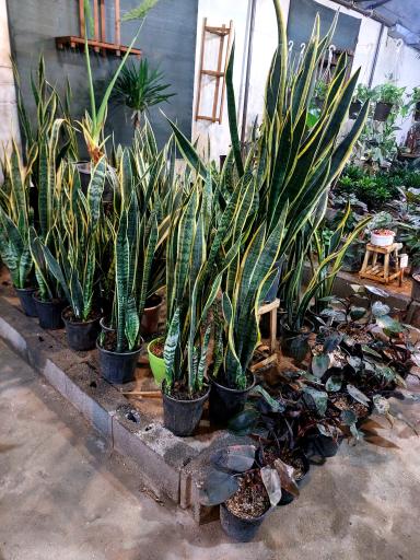 عکس گلخانه و تولیدی شلف نوین سازه