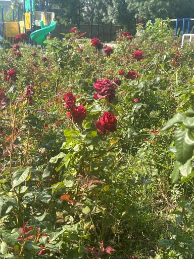 عکس پارک آناهیتا
