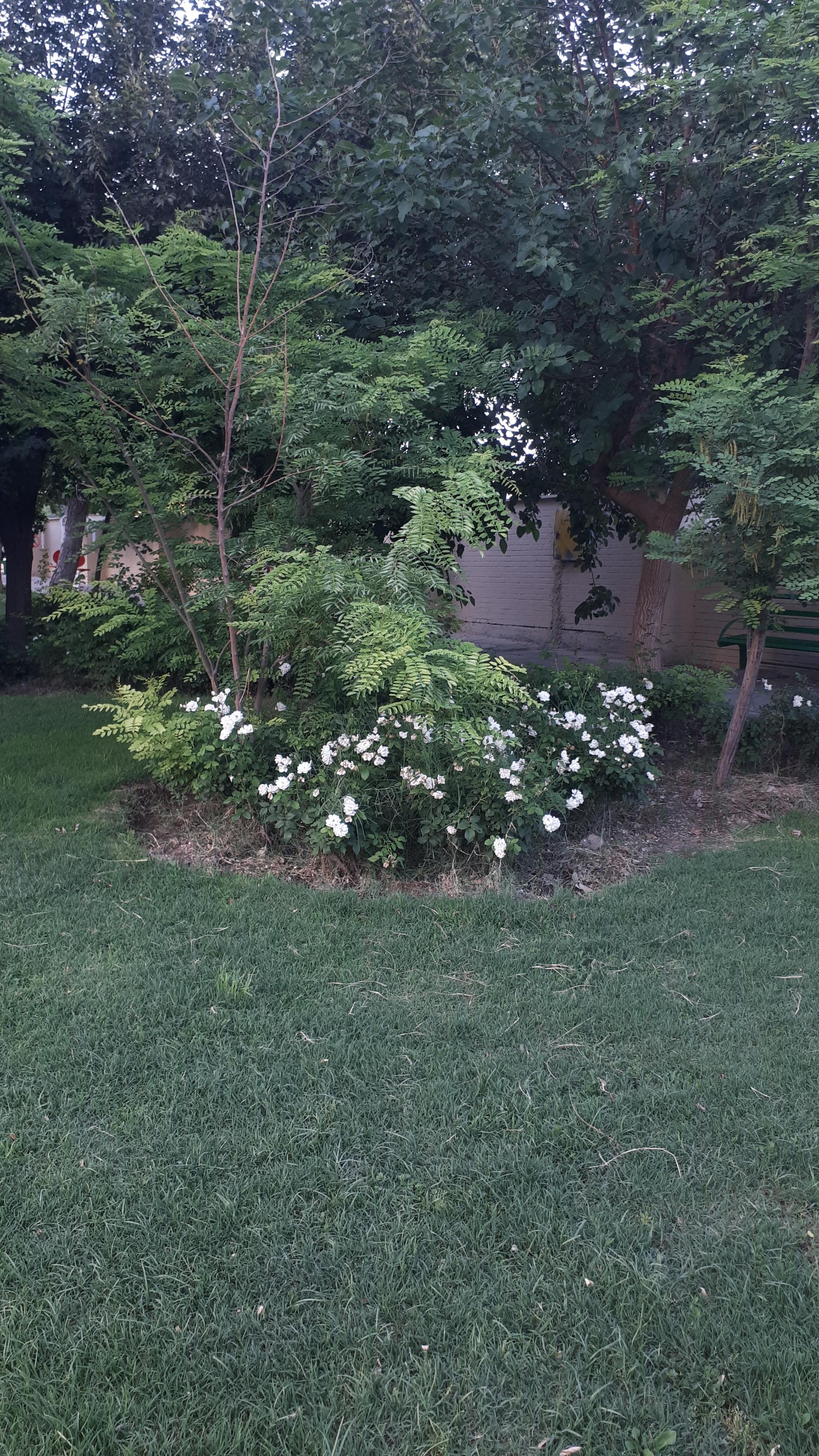 عکس پارک شهید مغنیه