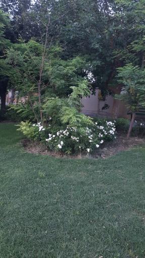 عکس پارک شهید مغنیه