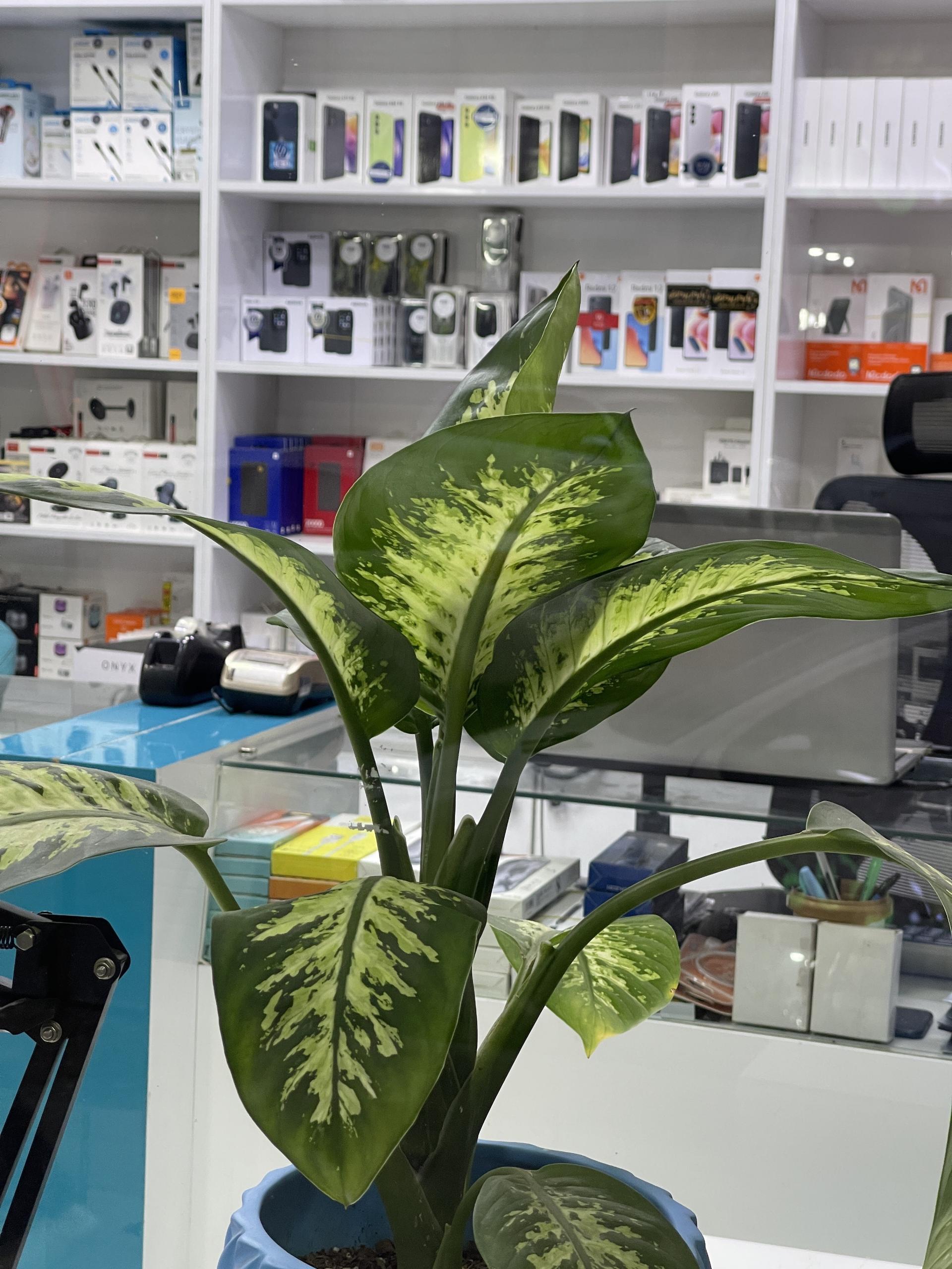 عکس موبایل پالادیوم