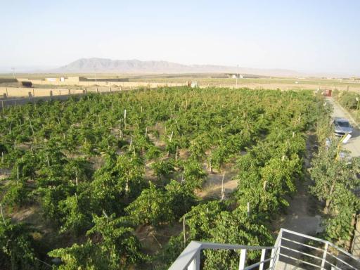 عکس قلمستان و تاکستان انگور گرگانی