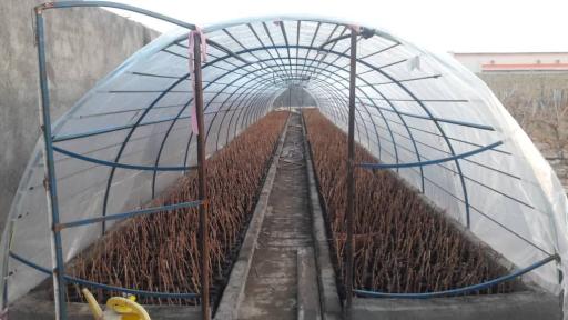 عکس قلمستان و تاکستان انگور گرگانی