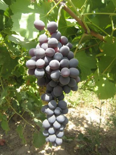 عکس قلمستان و تاکستان انگور گرگانی