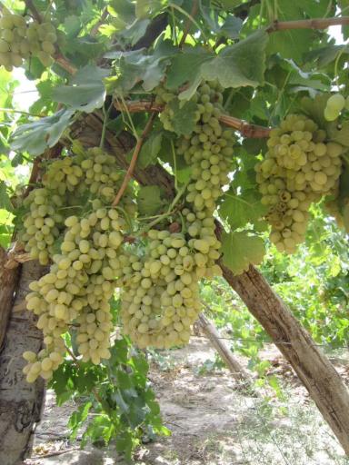 عکس قلمستان و تاکستان انگور گرگانی