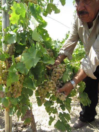 عکس قلمستان و تاکستان انگور گرگانی