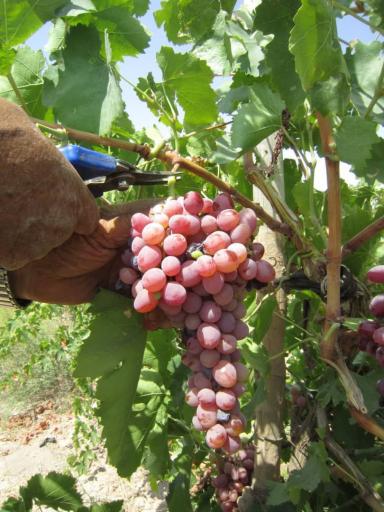 عکس قلمستان و تاکستان انگور گرگانی