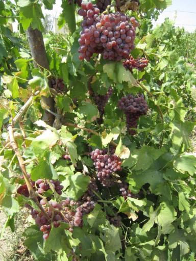 عکس قلمستان و تاکستان انگور گرگانی