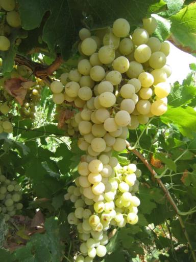 عکس قلمستان و تاکستان انگور گرگانی