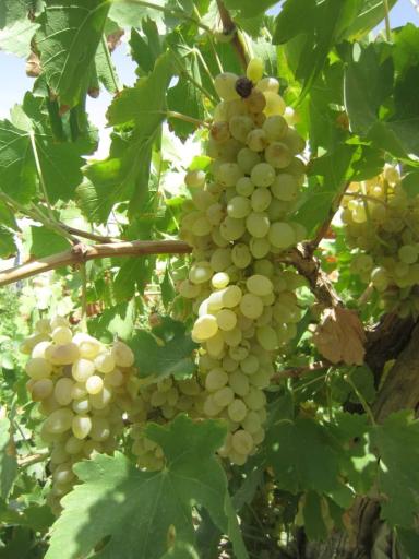 عکس قلمستان و تاکستان انگور گرگانی