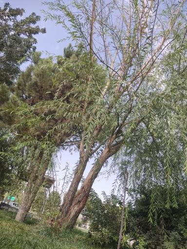 عکس پارک نشاط
