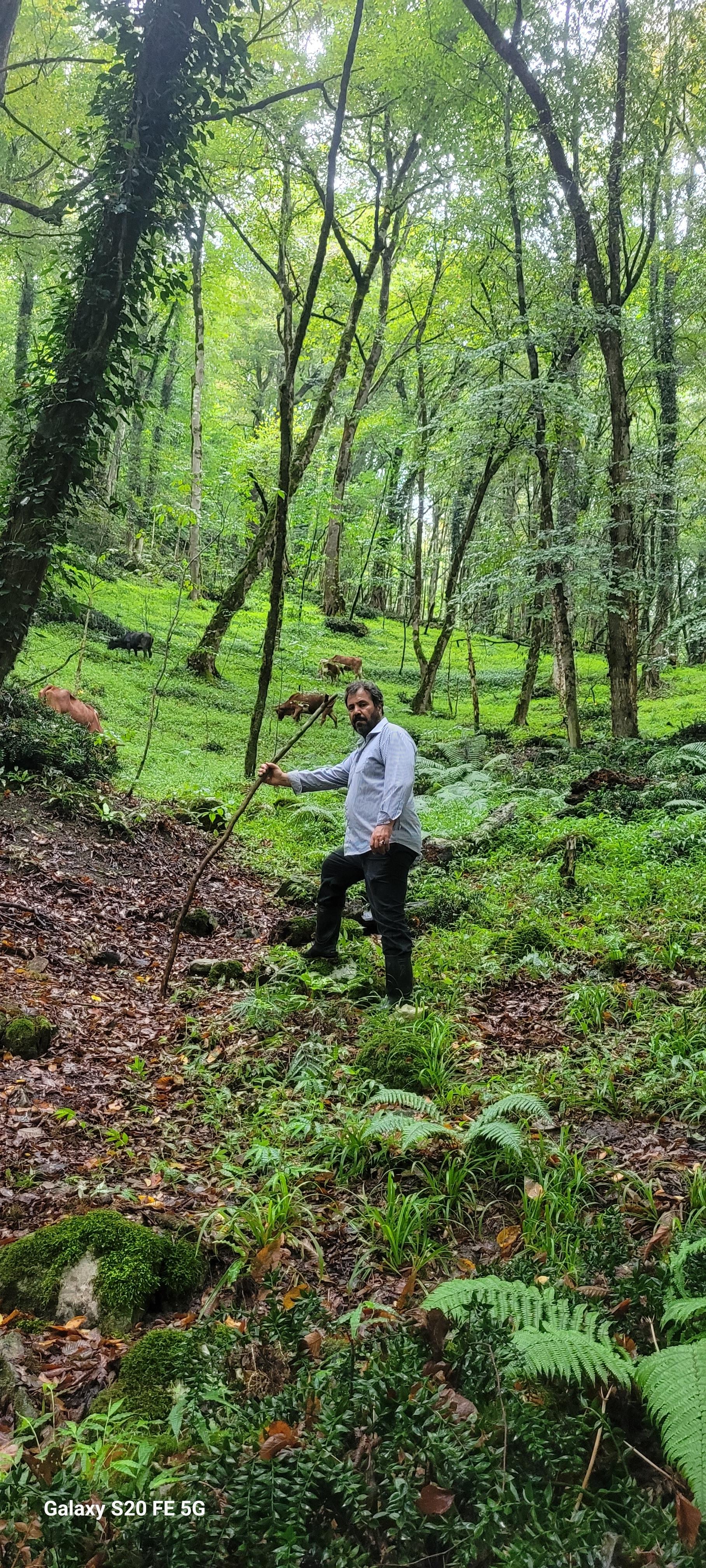عکس جنگل انجیلی
