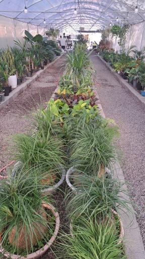 عکس گلخانه آقای گیاه