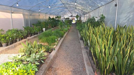 عکس گلخانه آقای گیاه